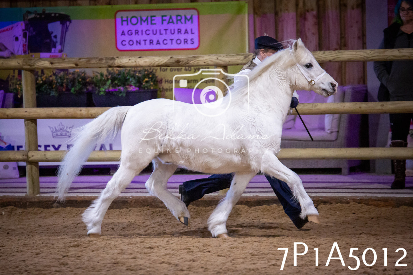 Home Farm Spring Show 2026 - In Hand
