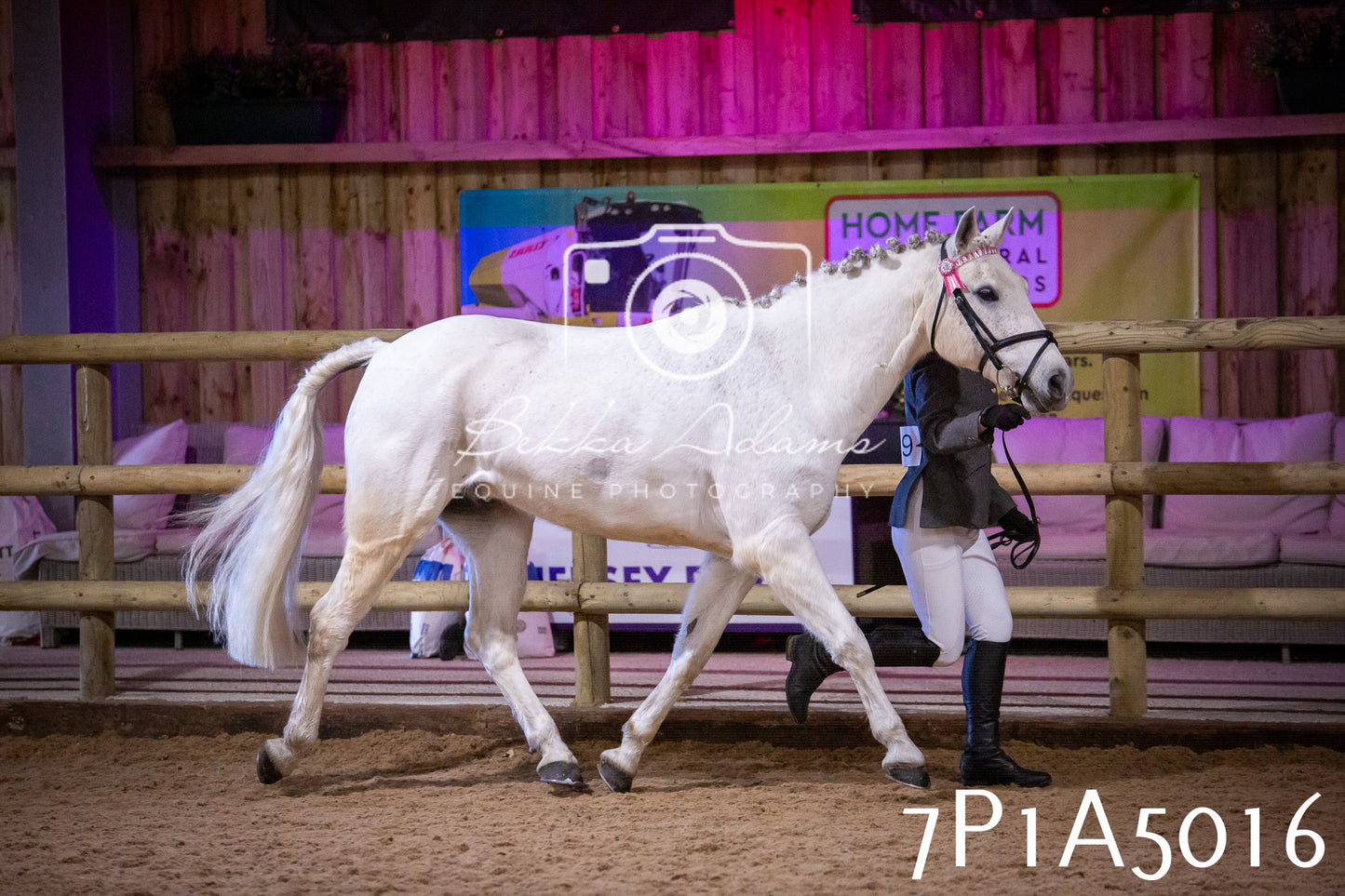 Home Farm Spring Show 2026 - In Hand