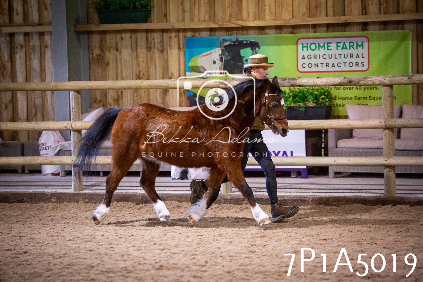 Home Farm Spring Show 2026 - In Hand