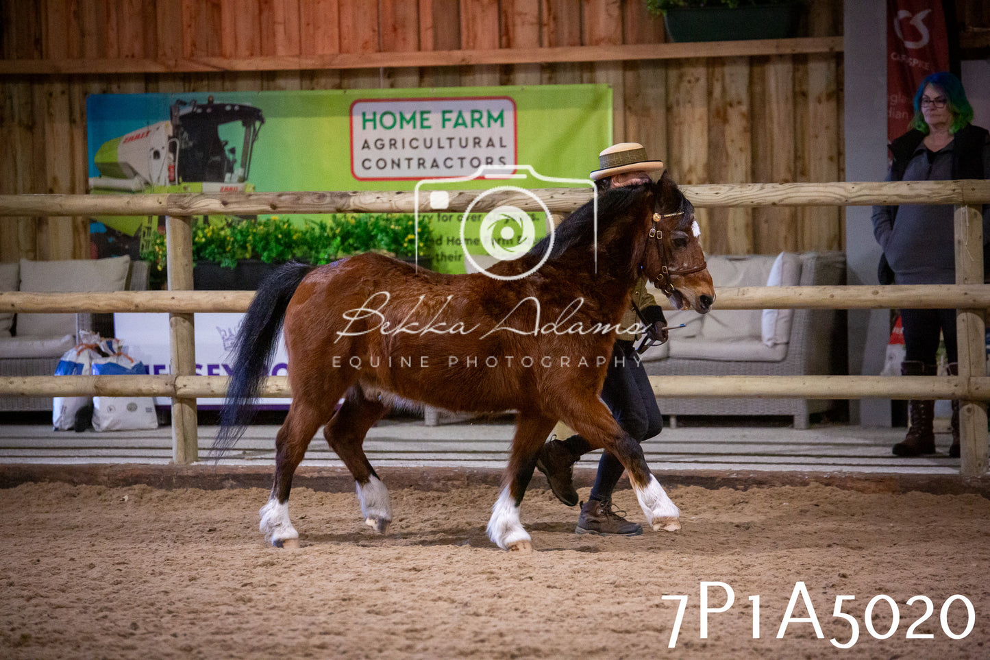 Home Farm Spring Show 2026 - In Hand