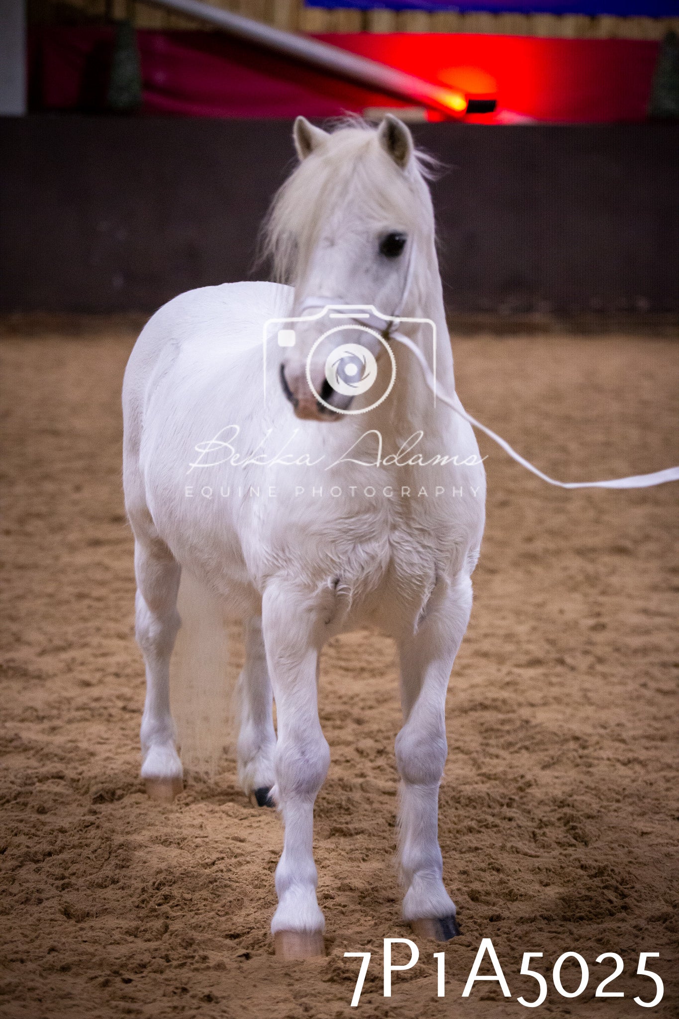 Home Farm Spring Show 2026 - In Hand