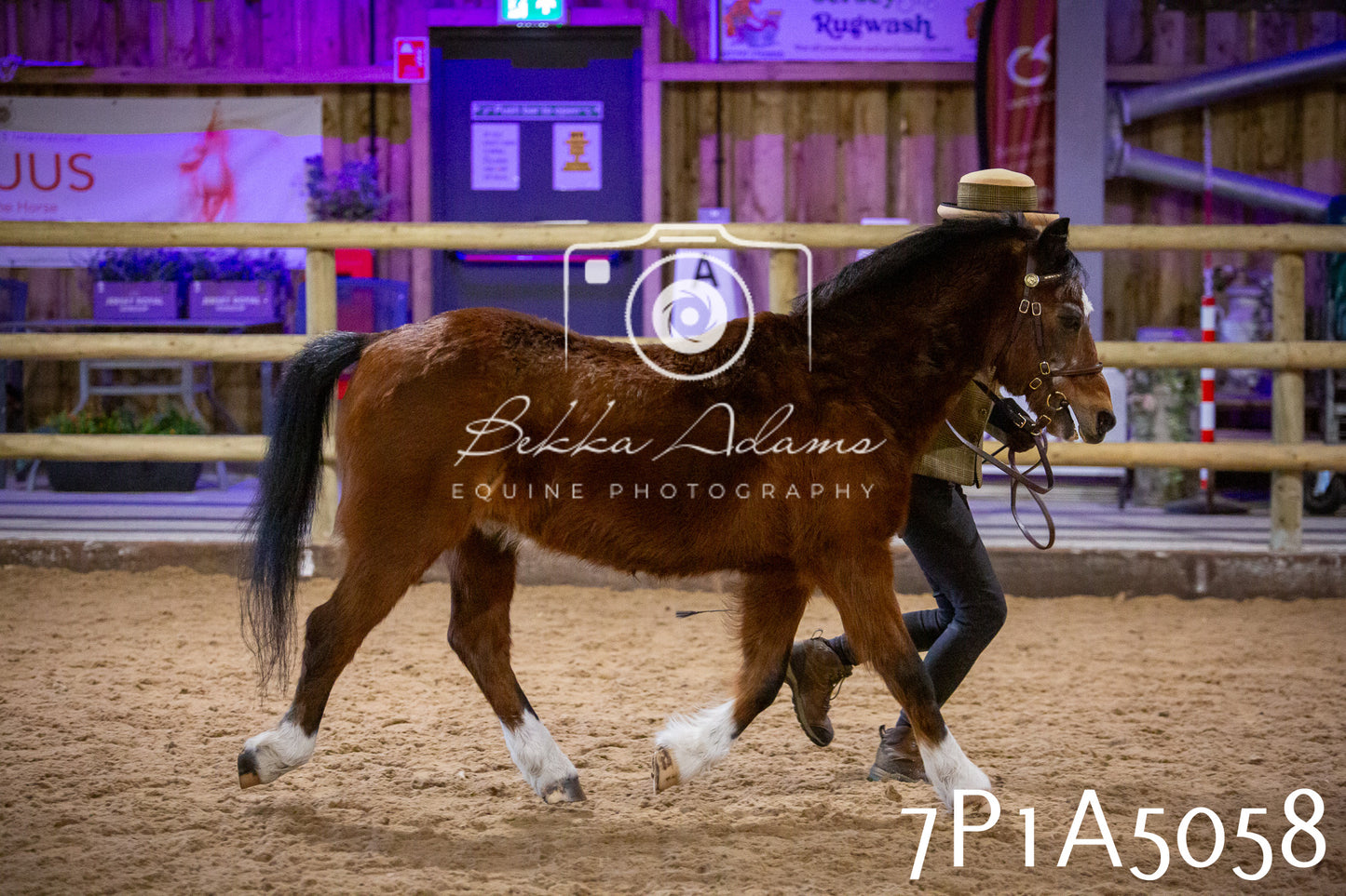 Home Farm Spring Show 2026 - In Hand