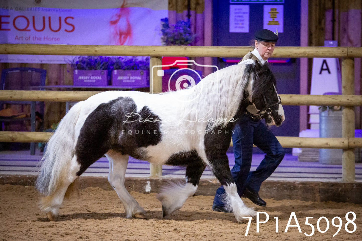 Home Farm Spring Show 2026 - In Hand
