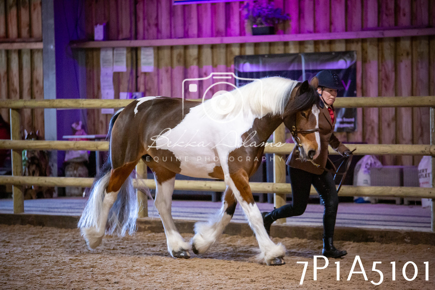 Home Farm Spring Show 2026 - In Hand