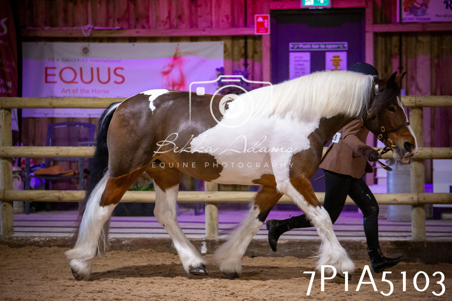 Home Farm Spring Show 2026 - In Hand