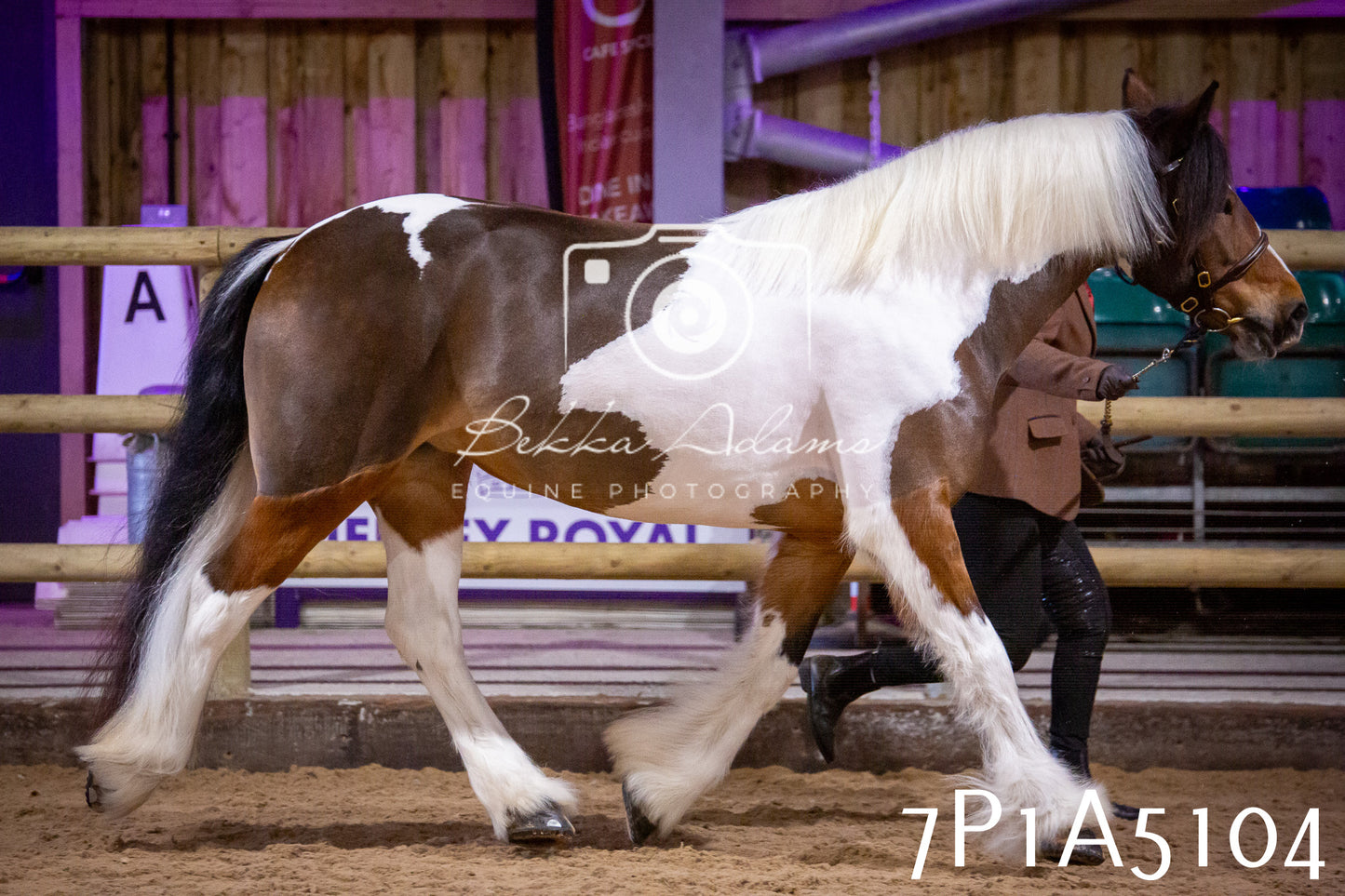Home Farm Spring Show 2026 - In Hand