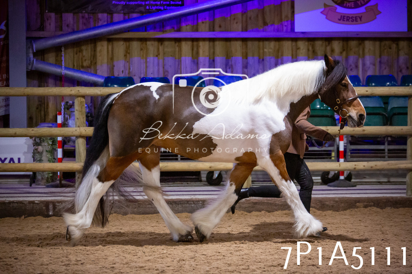 Home Farm Spring Show 2026 - In Hand