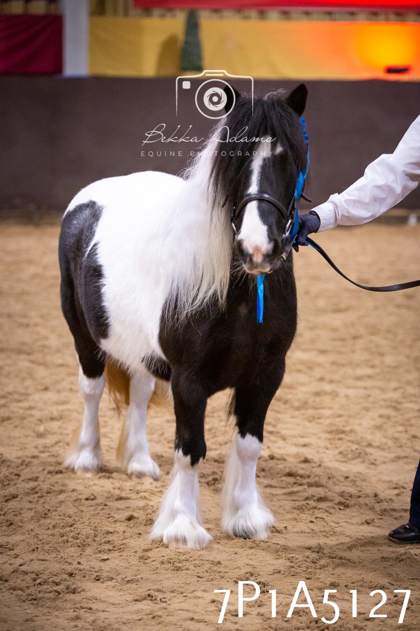 Home Farm Spring Show 2026 - In Hand
