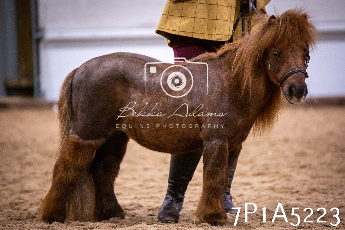 Home Farm Spring Show 2026 - In Hand