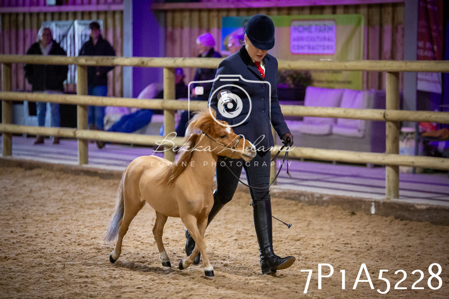 Home Farm Spring Show 2026 - In Hand