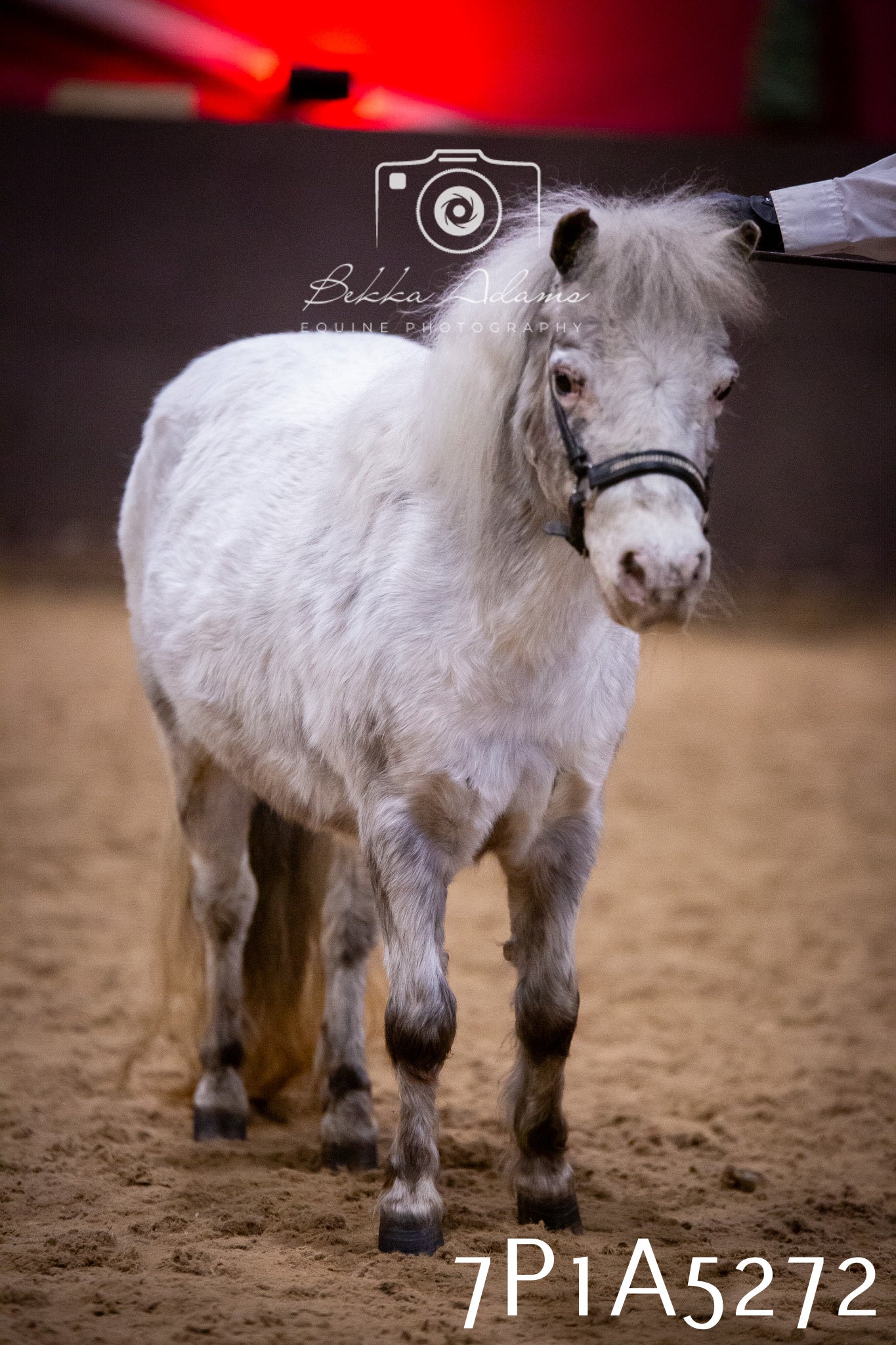 Home Farm Spring Show 2026 - In Hand