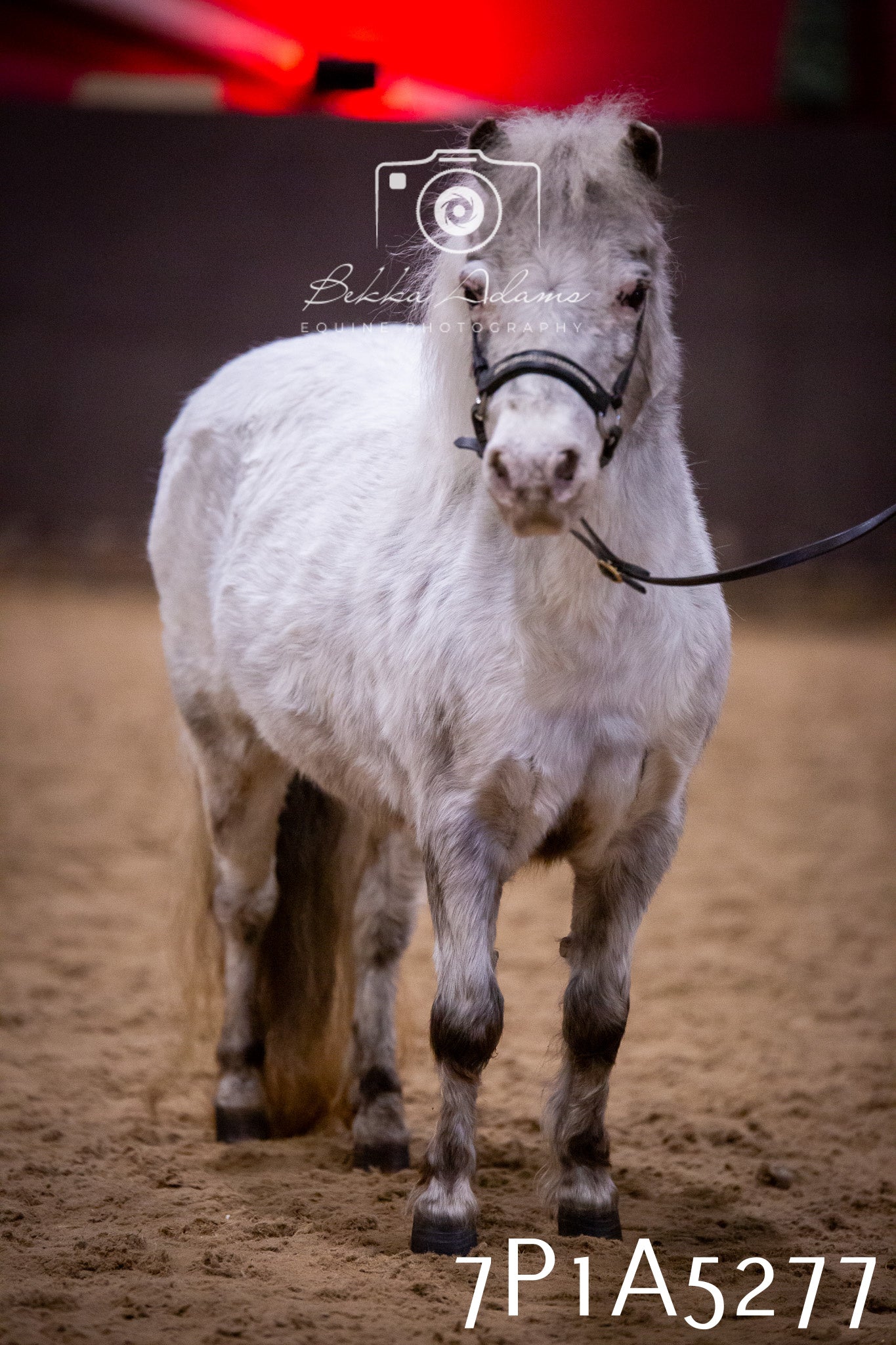 Home Farm Spring Show 2026 - In Hand