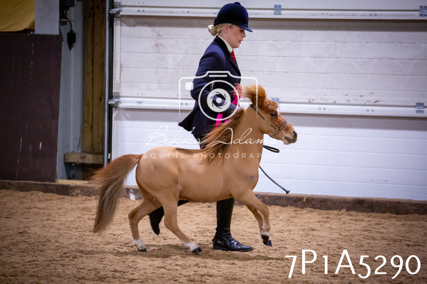 Home Farm Spring Show 2026 - In Hand