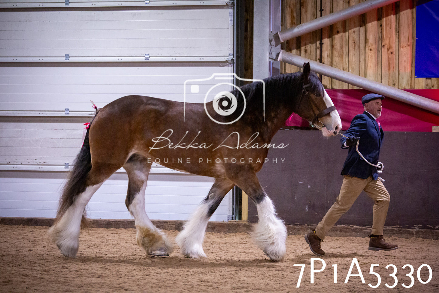 Home Farm Spring Show 2026 - In Hand