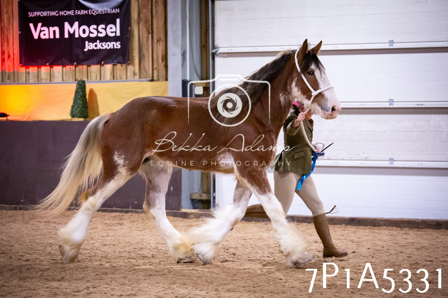 Home Farm Spring Show 2026 - In Hand