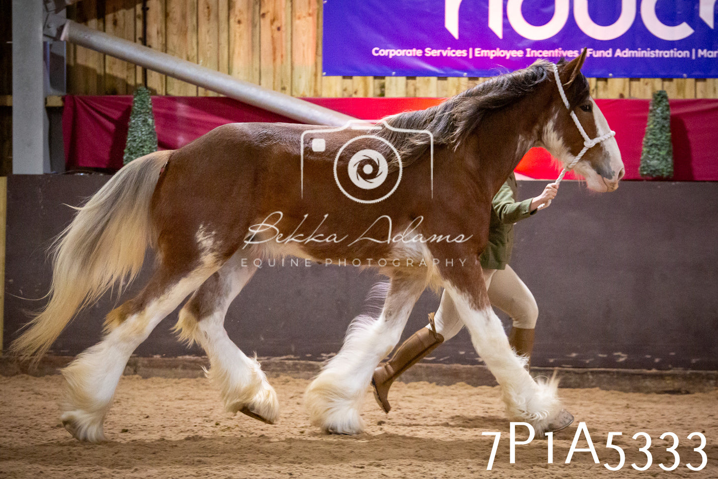Home Farm Spring Show 2026 - In Hand