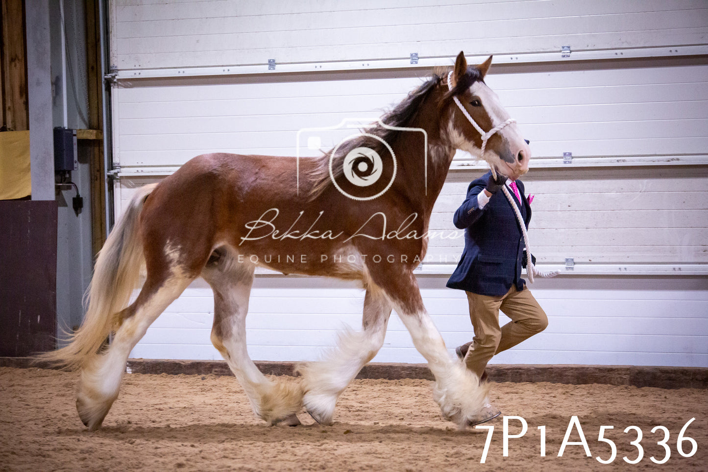 Home Farm Spring Show 2026 - In Hand