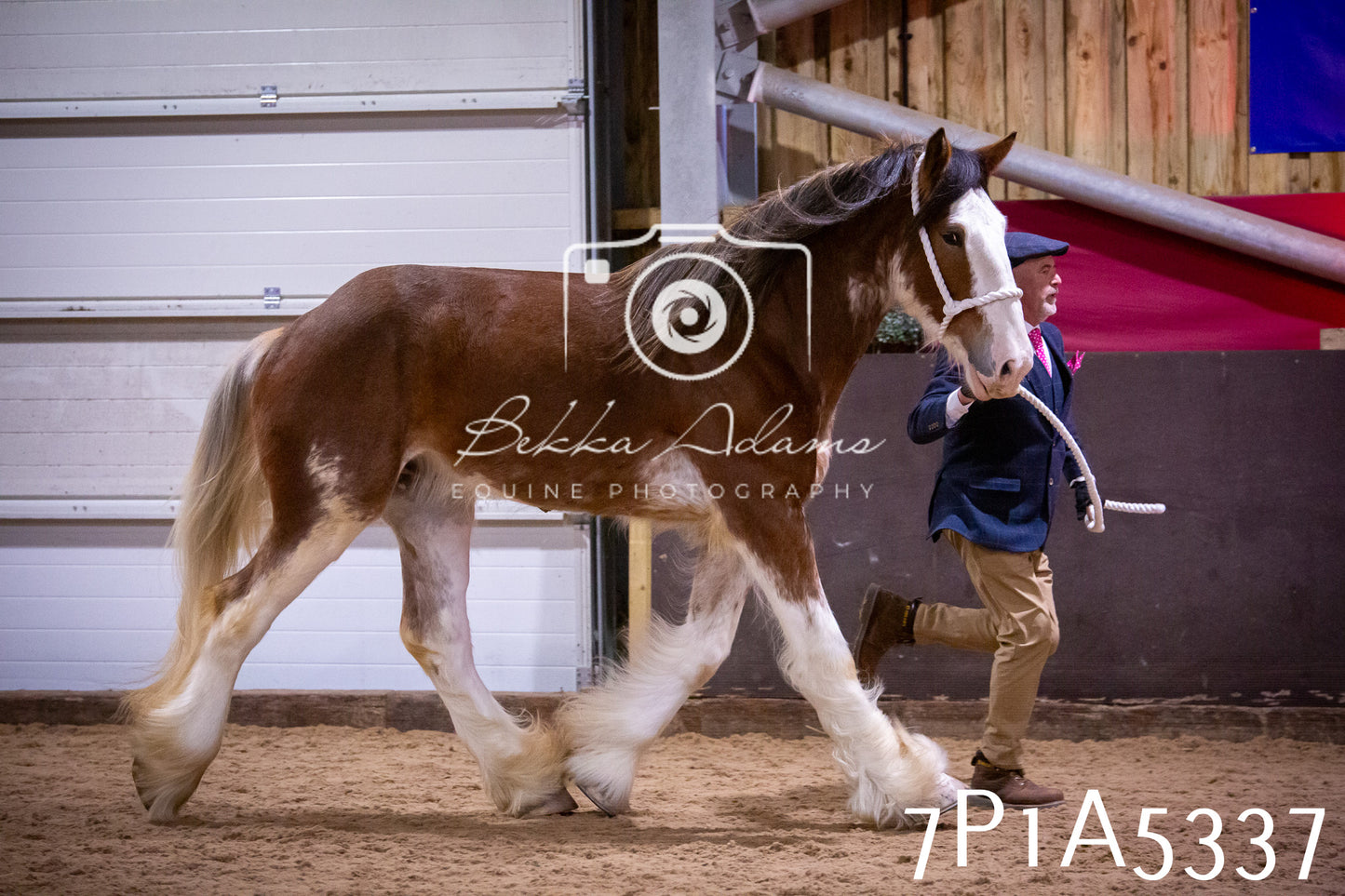 Home Farm Spring Show 2026 - In Hand