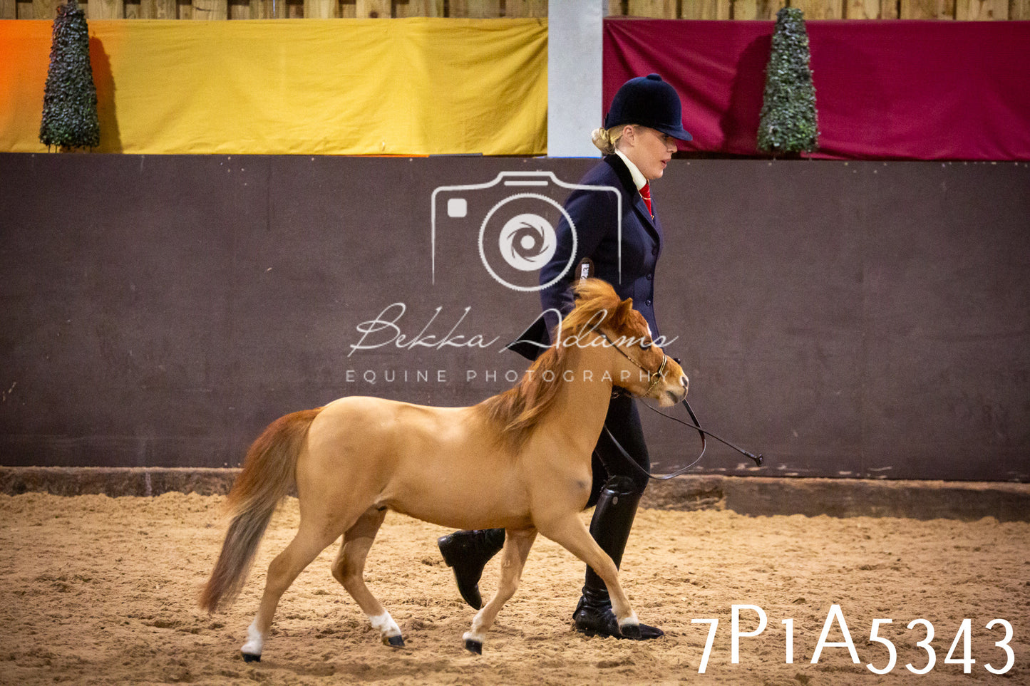 Home Farm Spring Show 2026 - In Hand