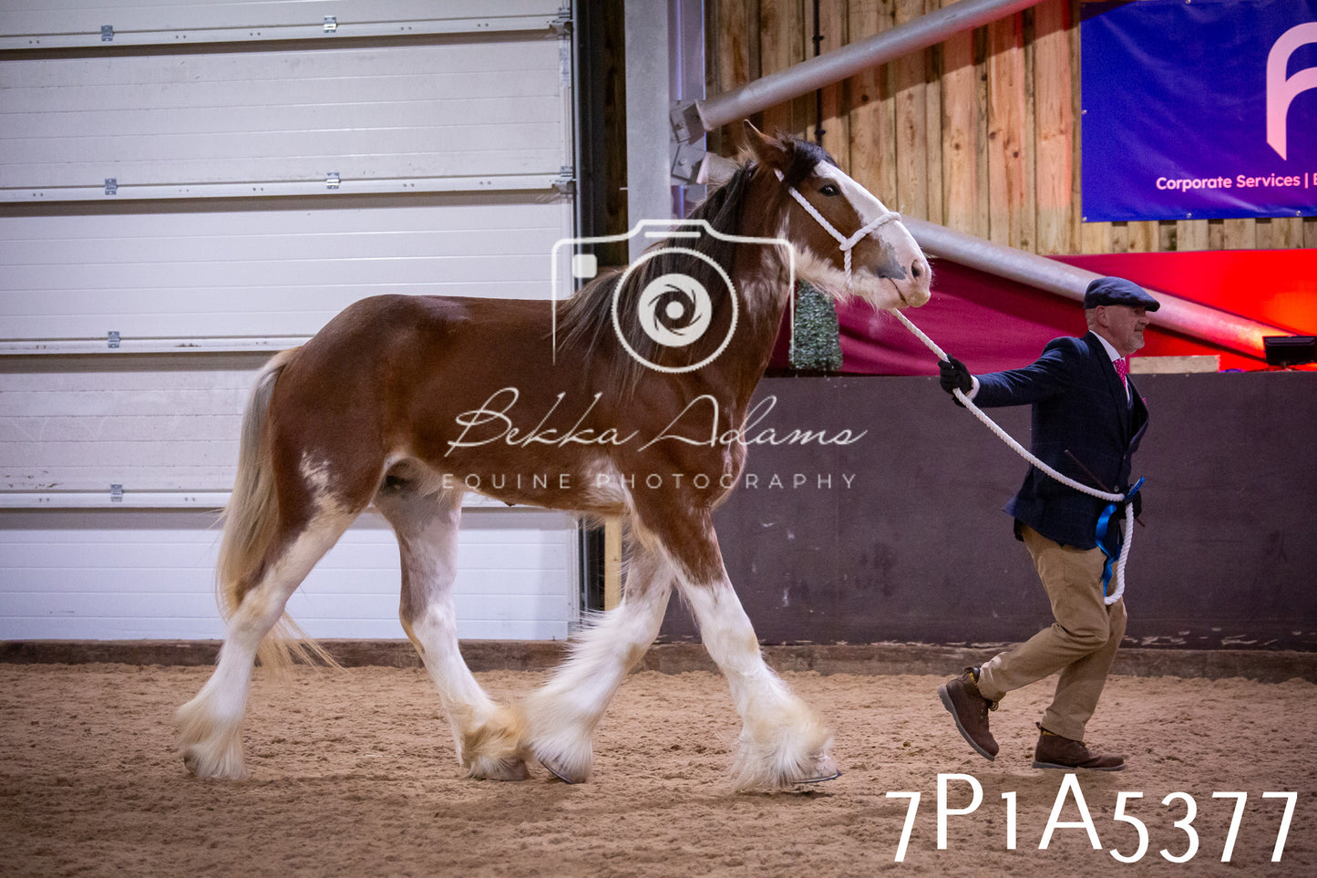 Home Farm Spring Show 2026 - In Hand