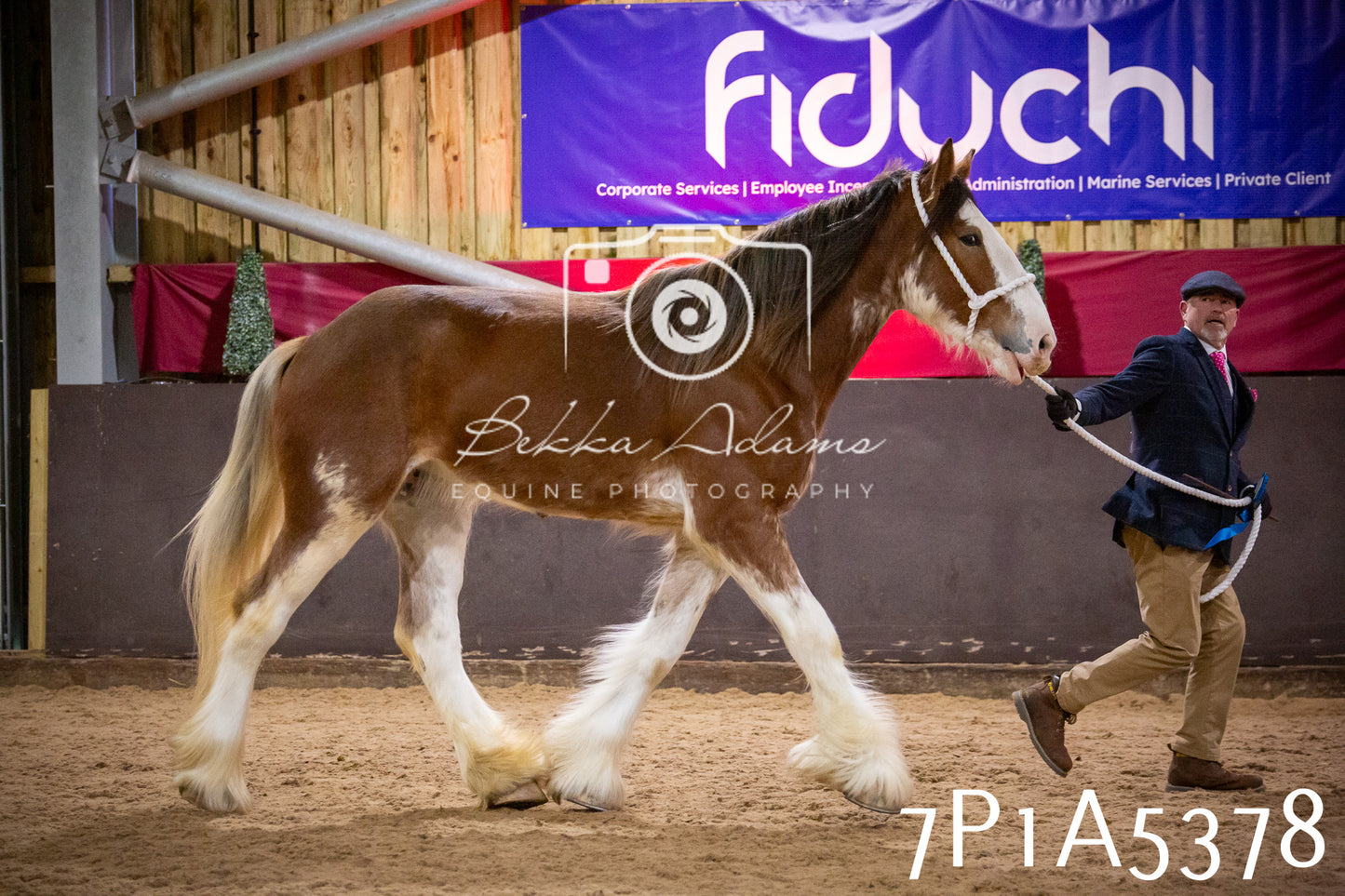 Home Farm Spring Show 2026 - In Hand
