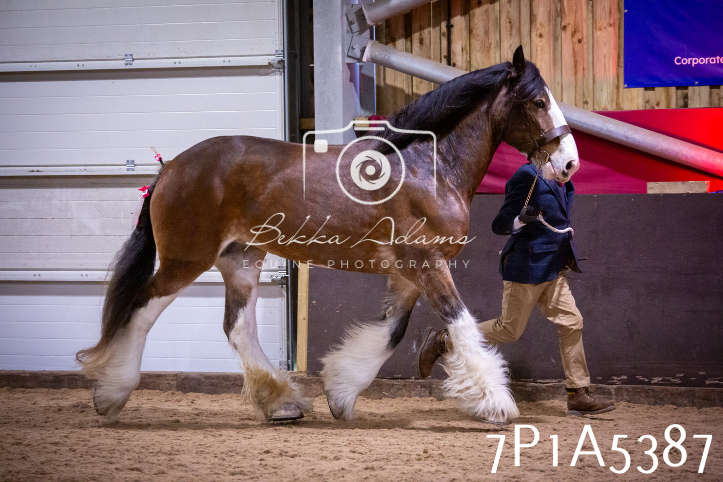 Home Farm Spring Show 2026 - In Hand