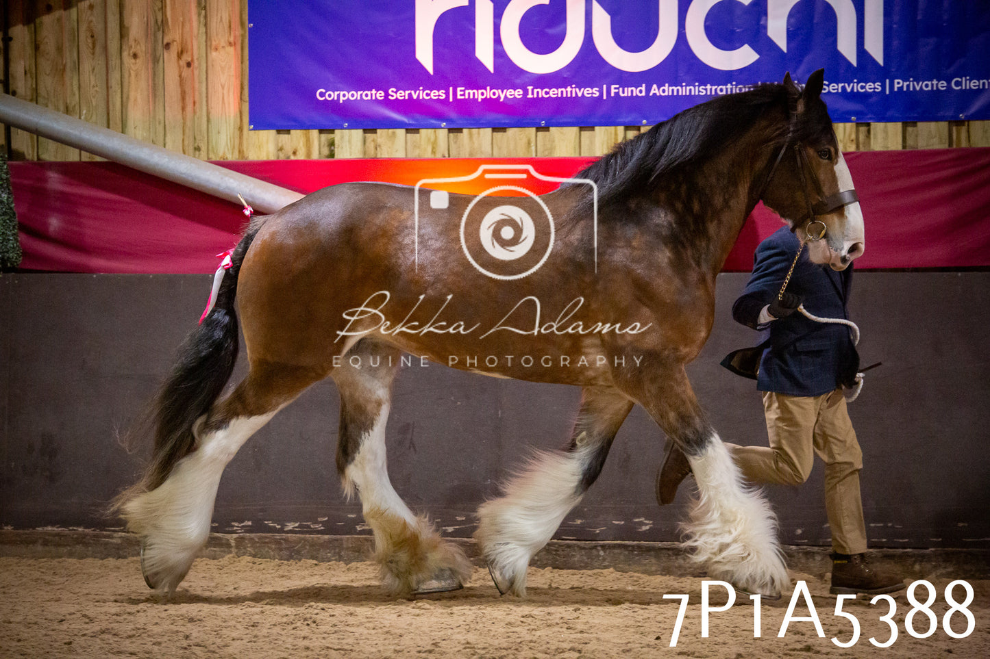 Home Farm Spring Show 2026 - In Hand