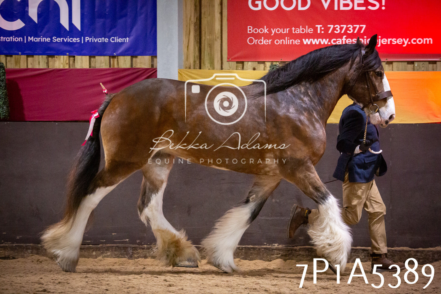 Home Farm Spring Show 2026 - In Hand
