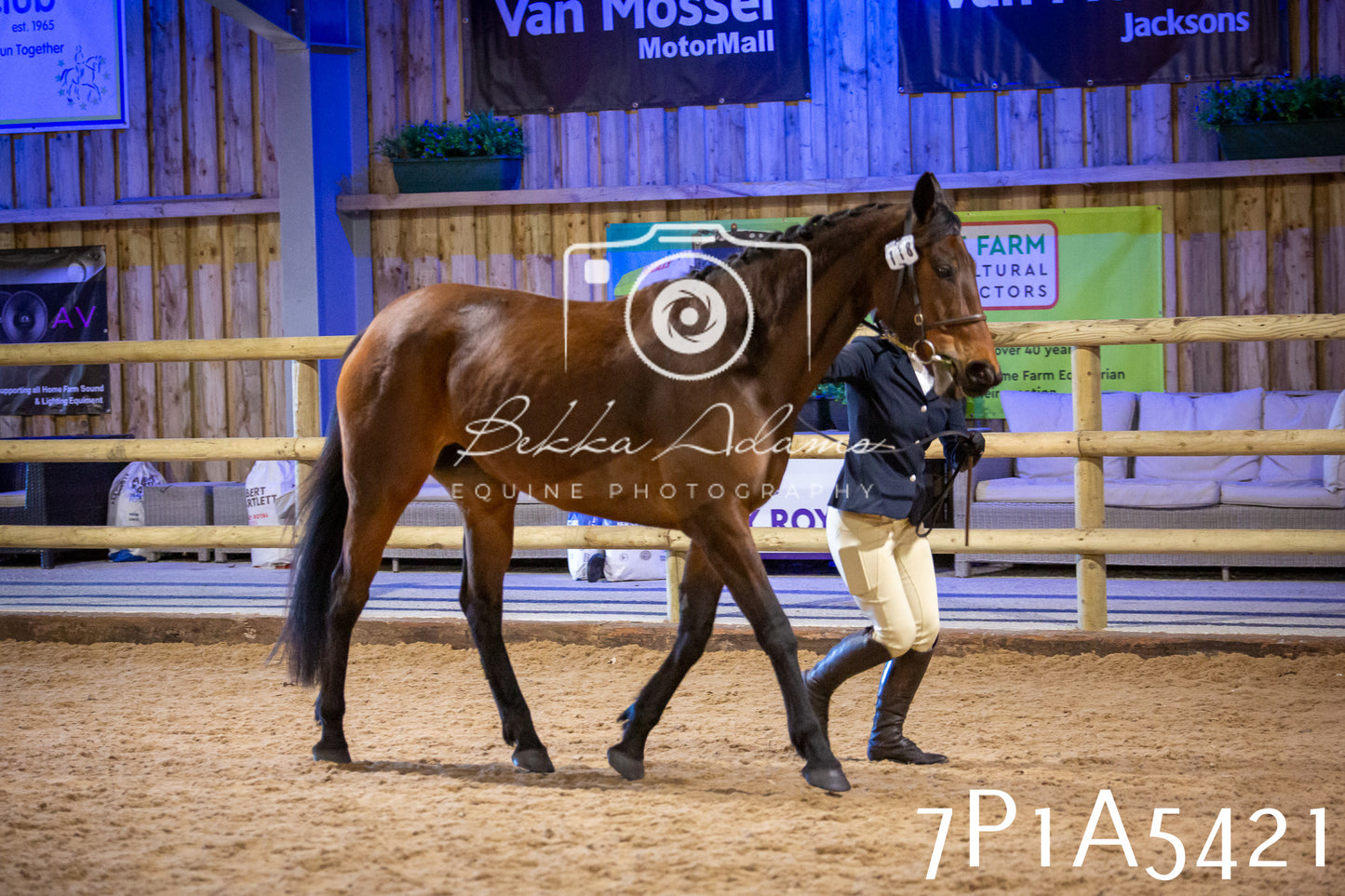 Home Farm Spring Show 2026 - In Hand