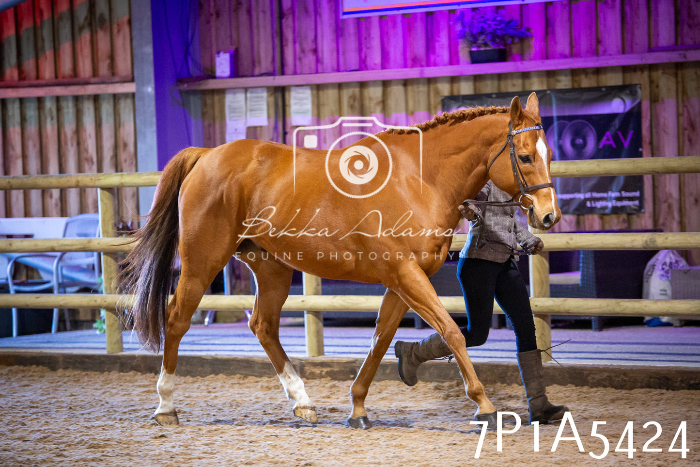 Home Farm Spring Show 2026 - In Hand