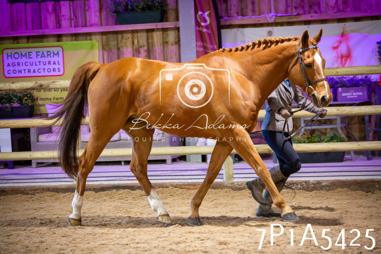 Home Farm Spring Show 2026 - In Hand