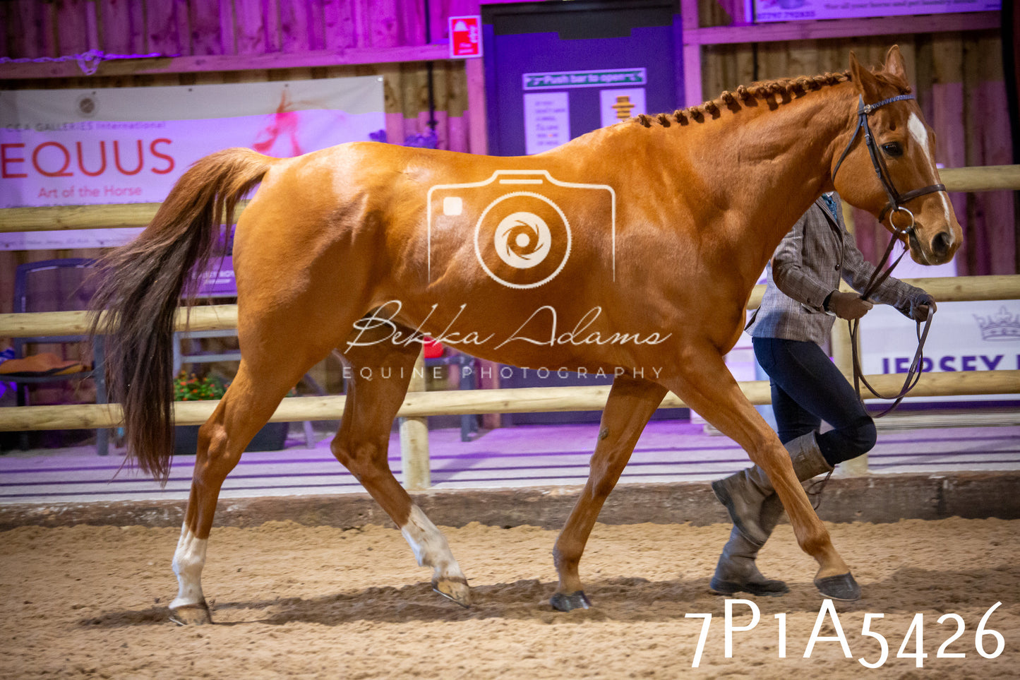 Home Farm Spring Show 2026 - In Hand