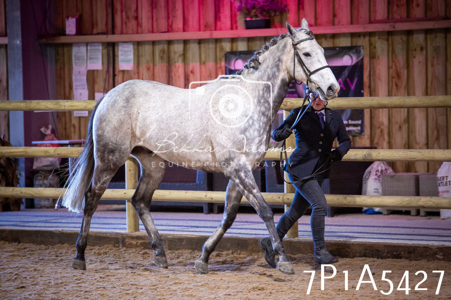 Home Farm Spring Show 2026 - In Hand