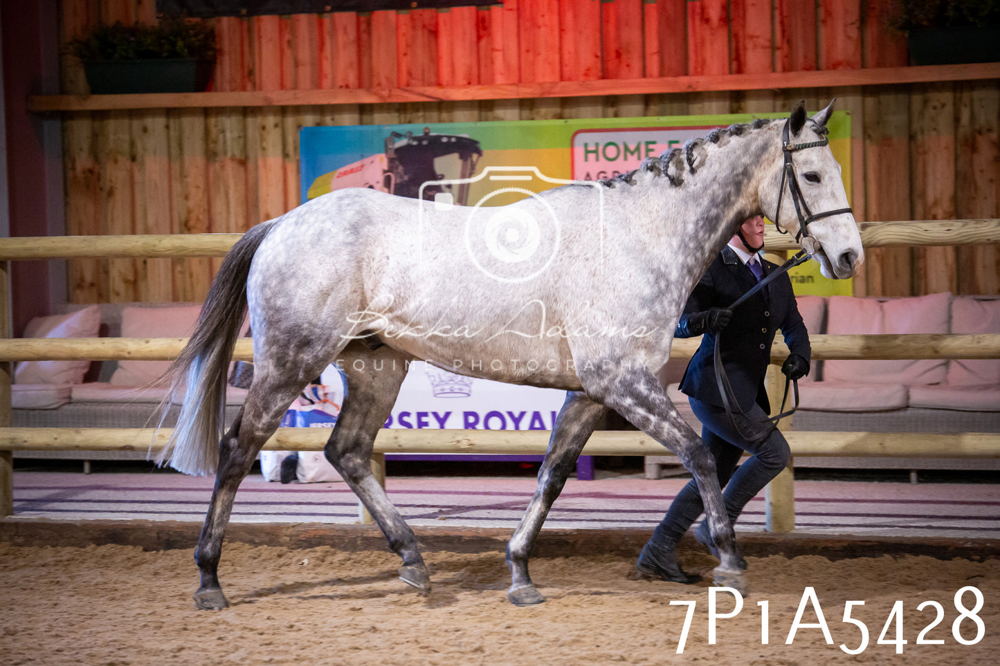 Home Farm Spring Show 2026 - In Hand