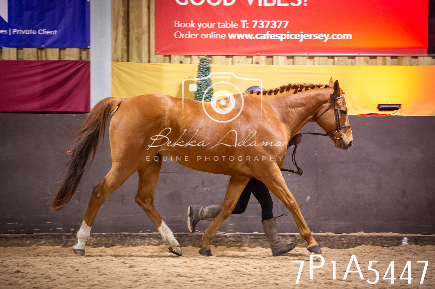 Home Farm Spring Show 2026 - In Hand