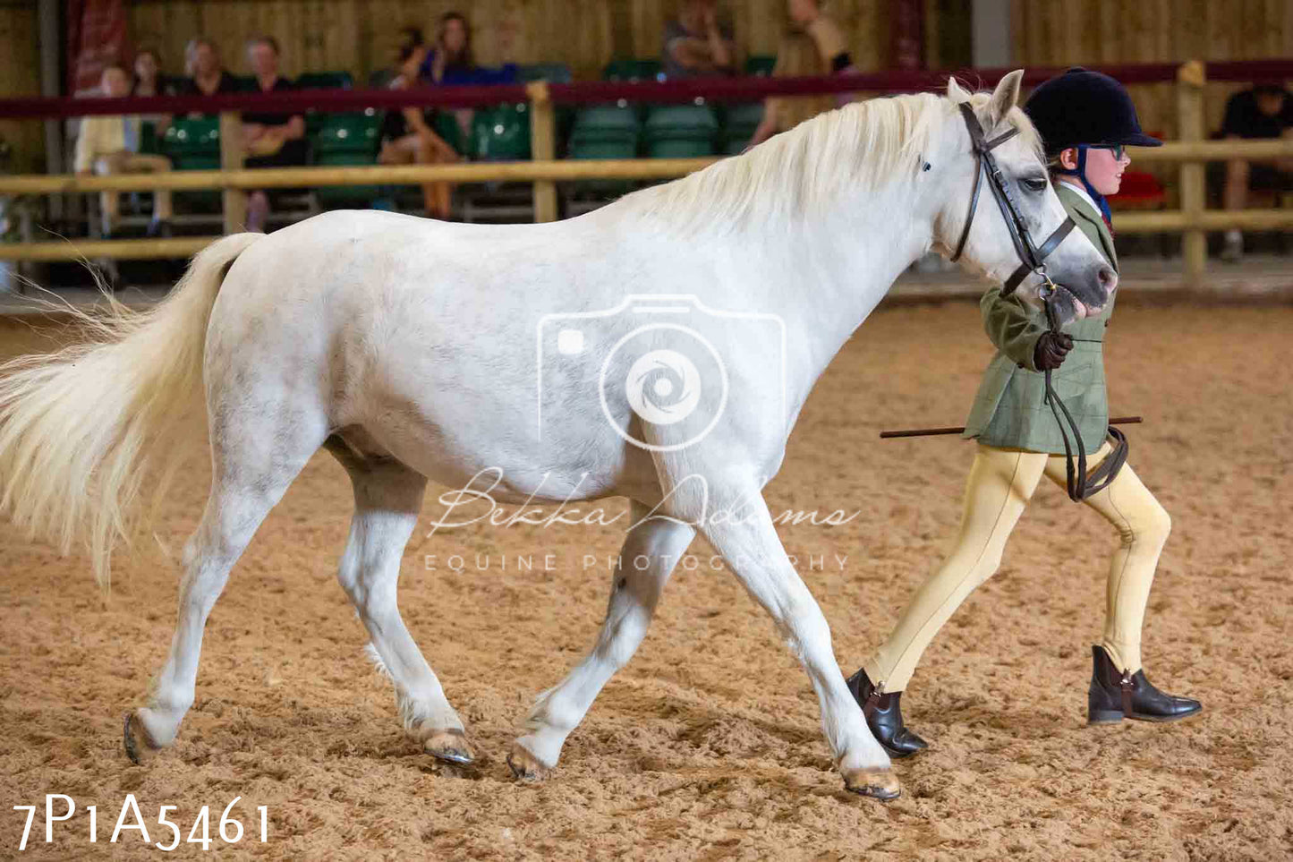 JHOYS 2023 - 10th September - Ridden Showing Pt2