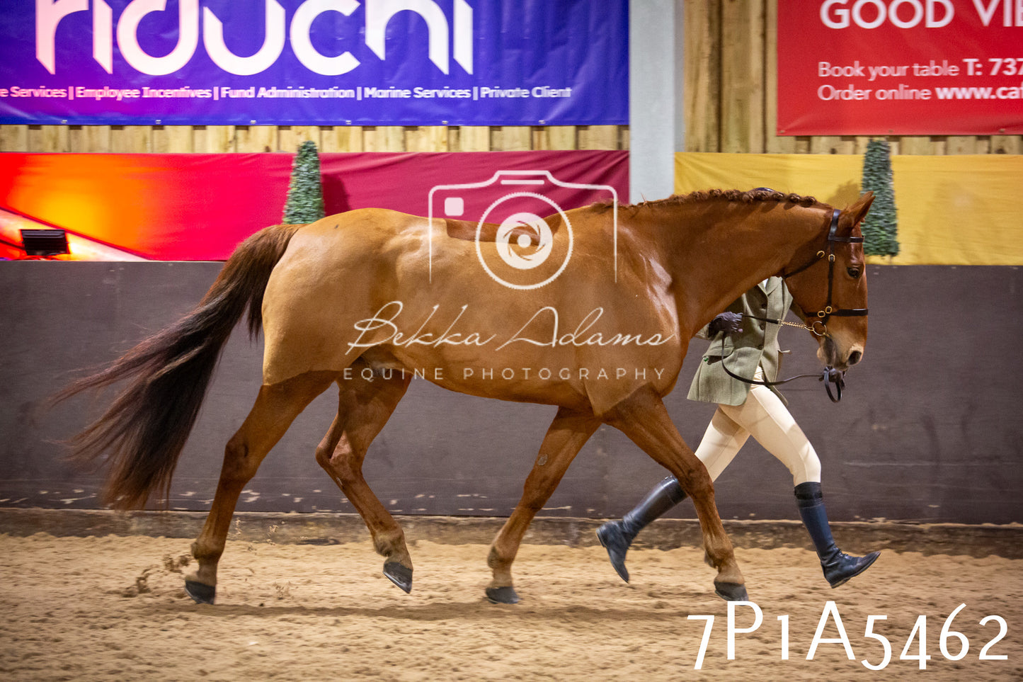 Home Farm Spring Show 2026 - In Hand