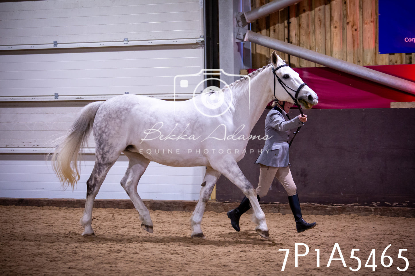 Home Farm Spring Show 2026 - In Hand