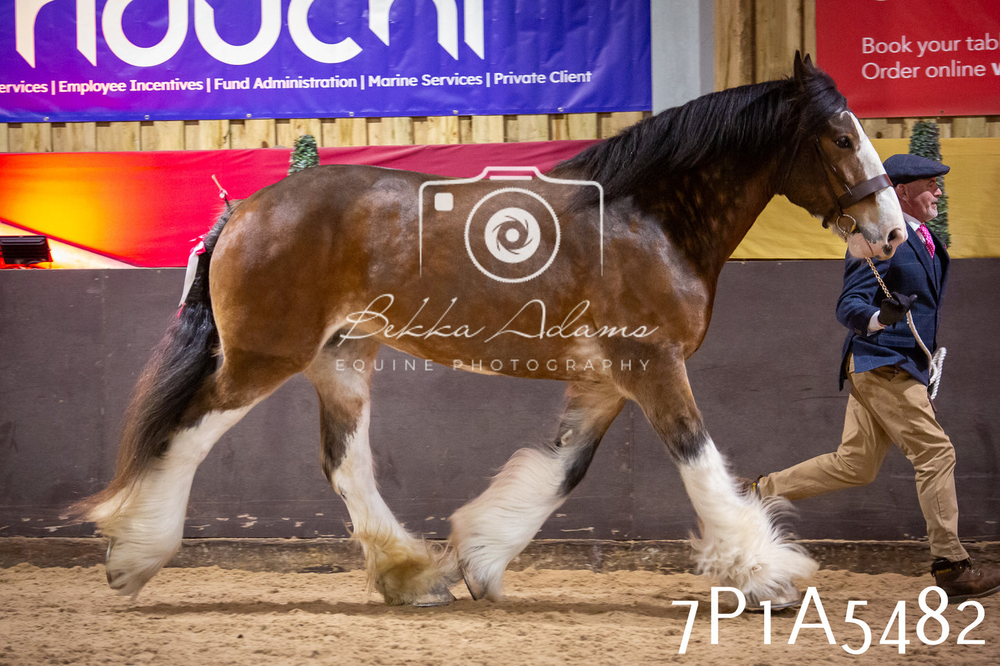 Home Farm Spring Show 2026 - In Hand