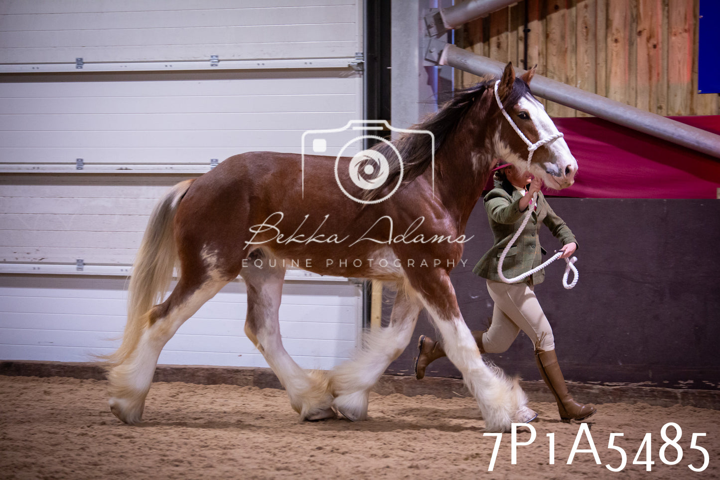 Home Farm Spring Show 2026 - In Hand