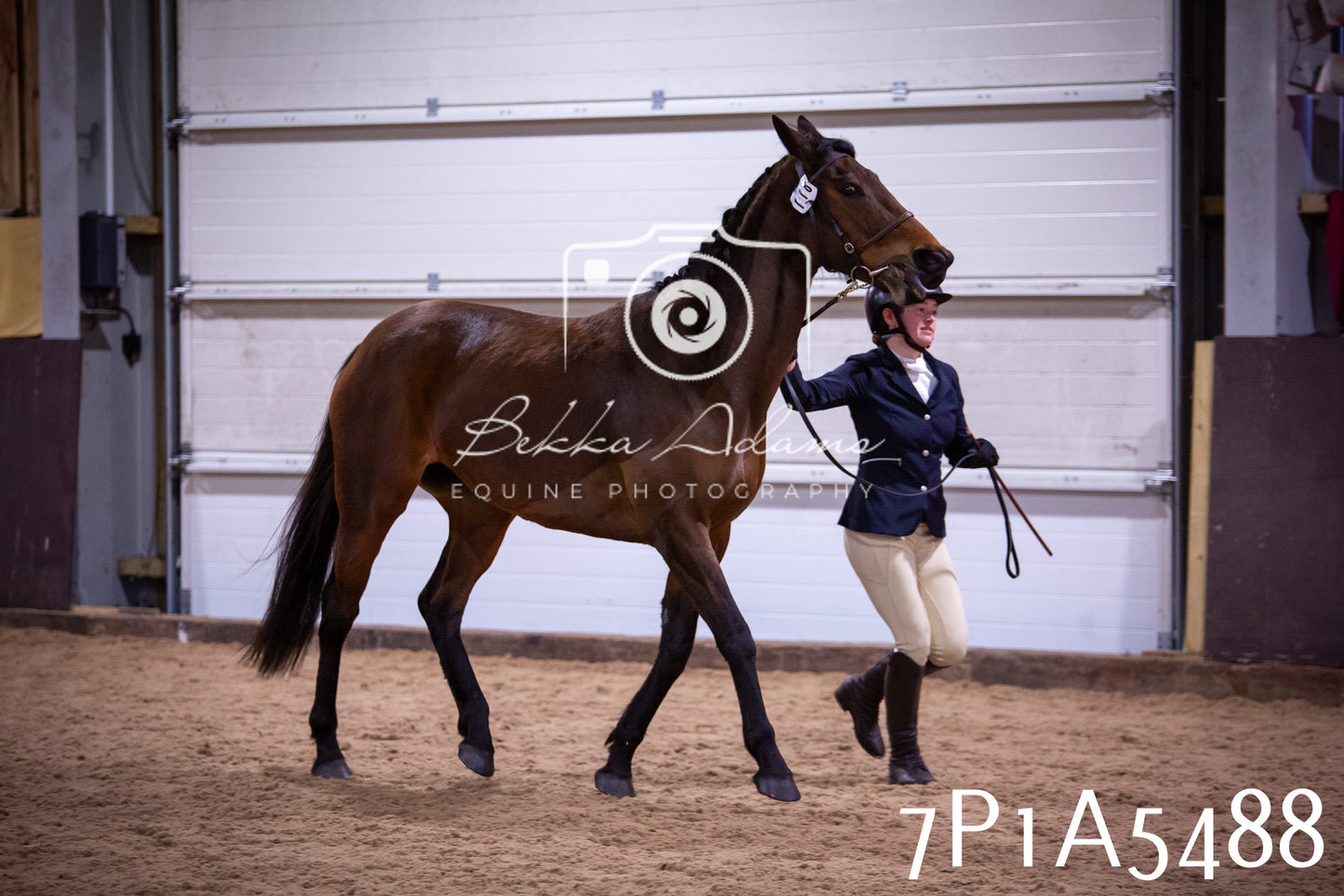 Home Farm Spring Show 2026 - In Hand