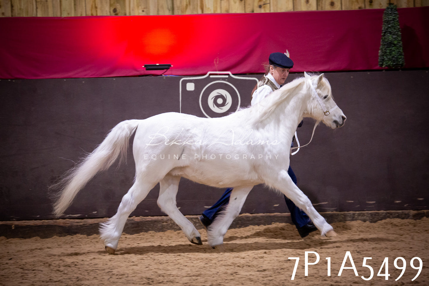 Home Farm Spring Show 2026 - In Hand