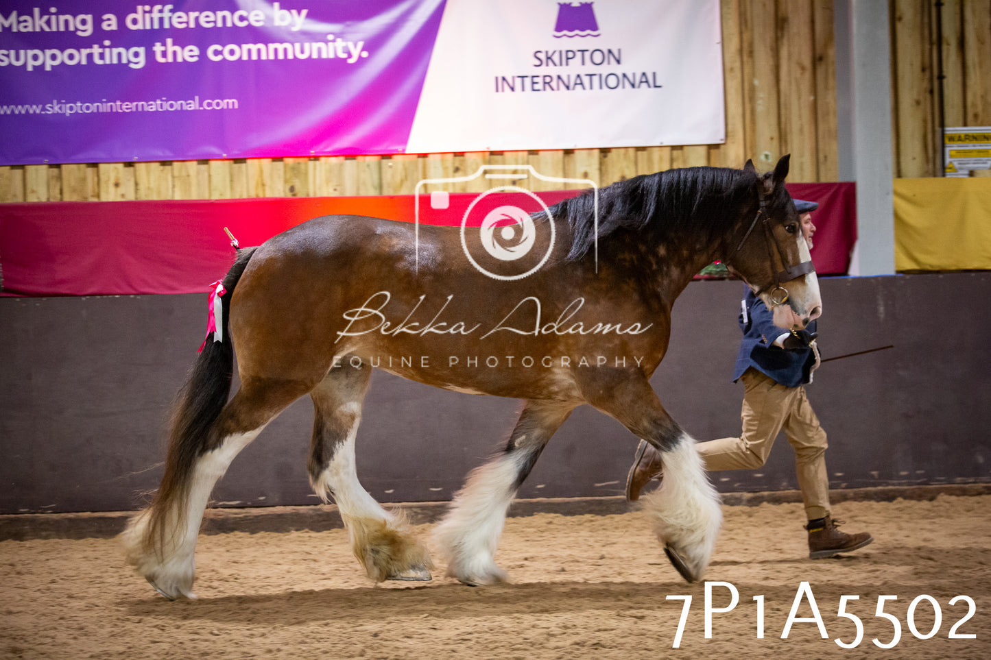 Home Farm Spring Show 2026 - In Hand