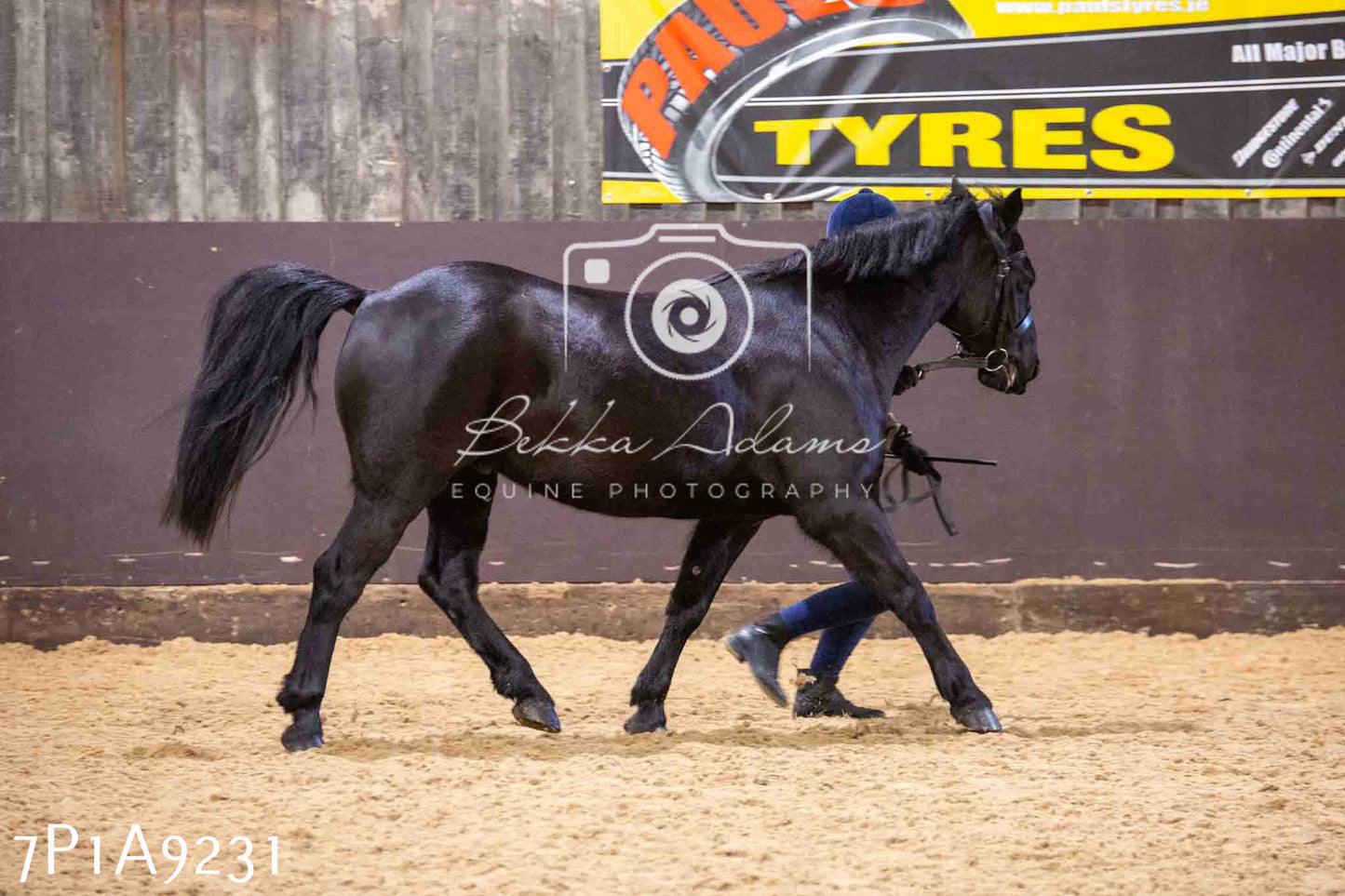 Home Farm Spring Show - Inhand Showing 23rd March 2024 - Part 1