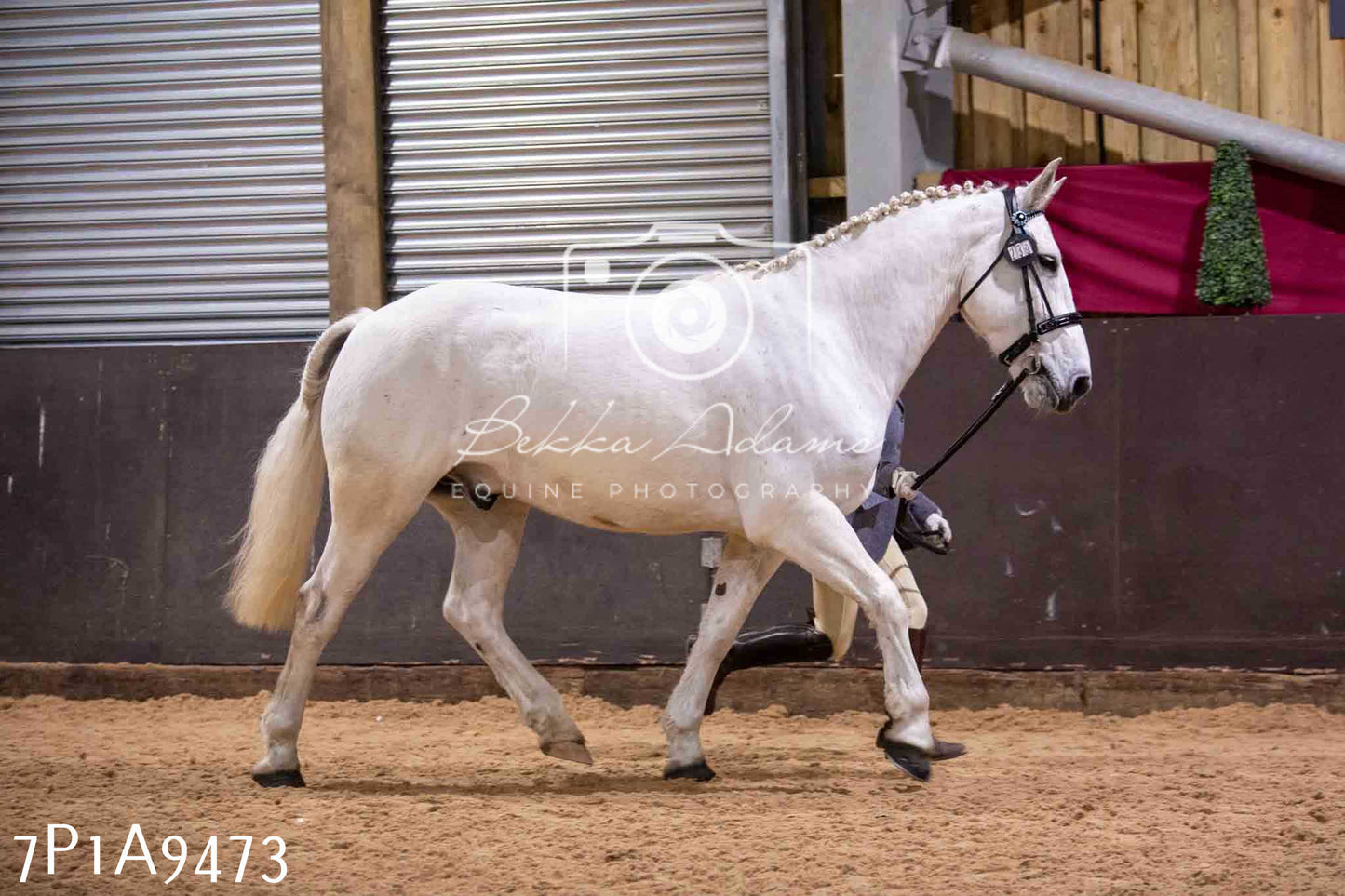 Home Farm Spring Show - Inhand Showing 23rd March 2024 - Part 2