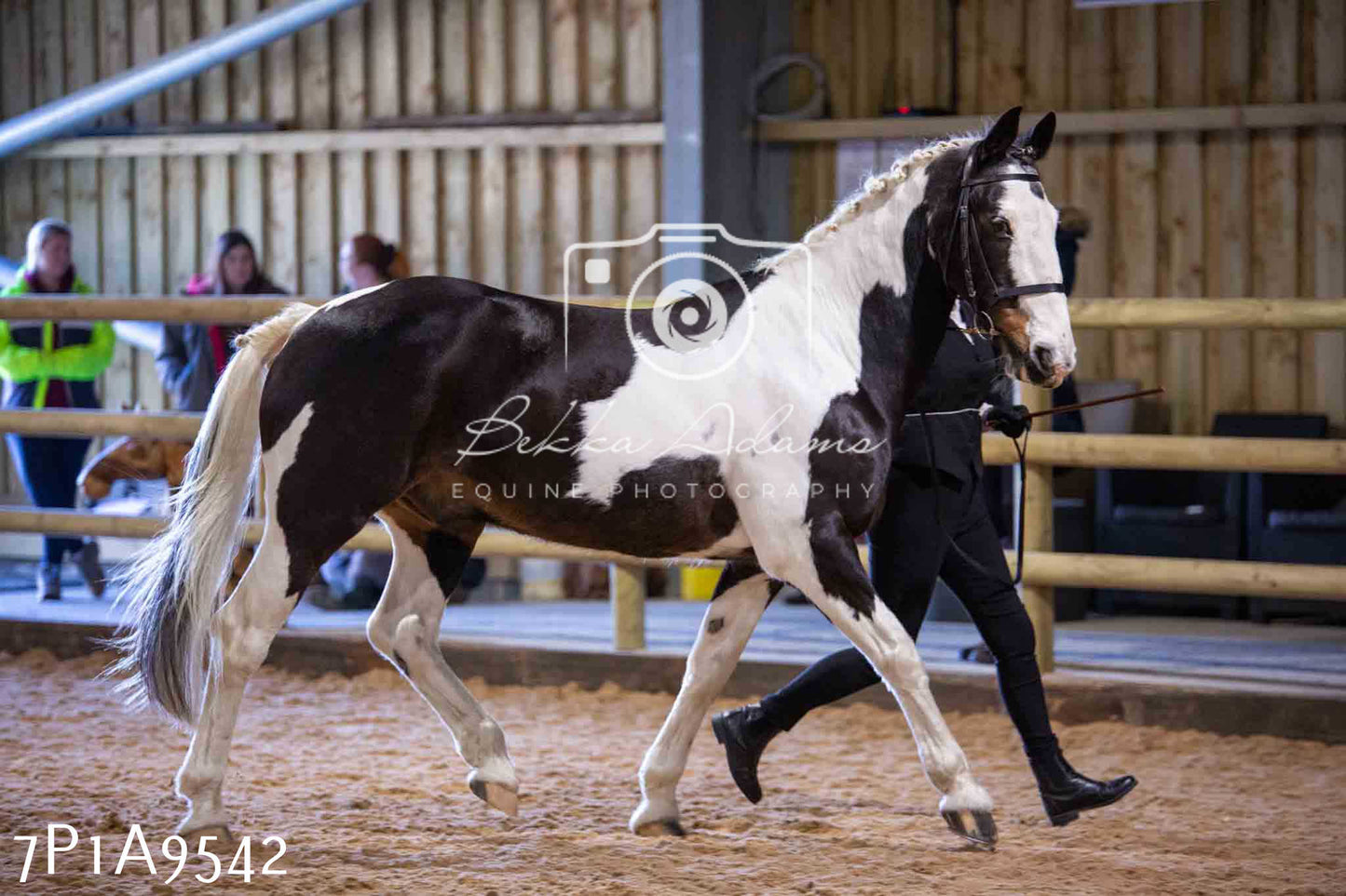 Home Farm Spring Show - Inhand Showing 23rd March 2024 - Part 2