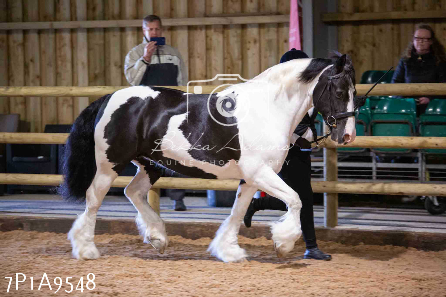 Home Farm Spring Show - Inhand Showing 23rd March 2024 - Part 2