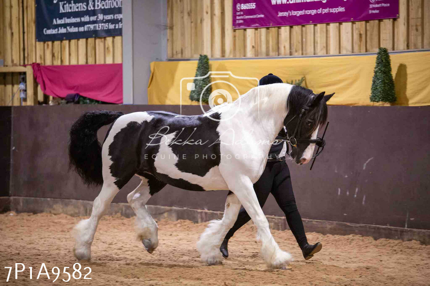 Home Farm Spring Show - Inhand Showing 23rd March 2024 - Part 2