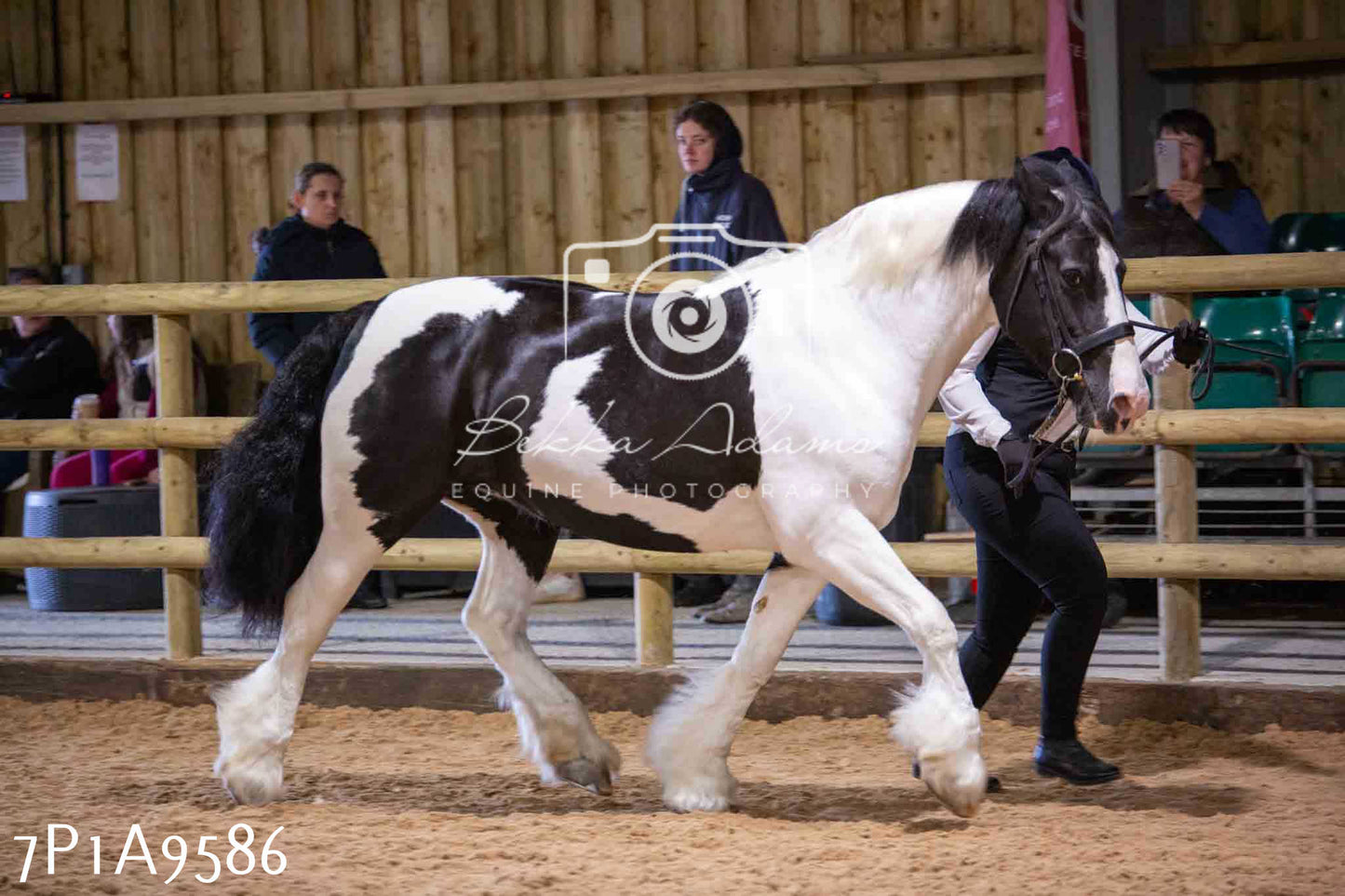 Home Farm Spring Show - Inhand Showing 23rd March 2024 - Part 2