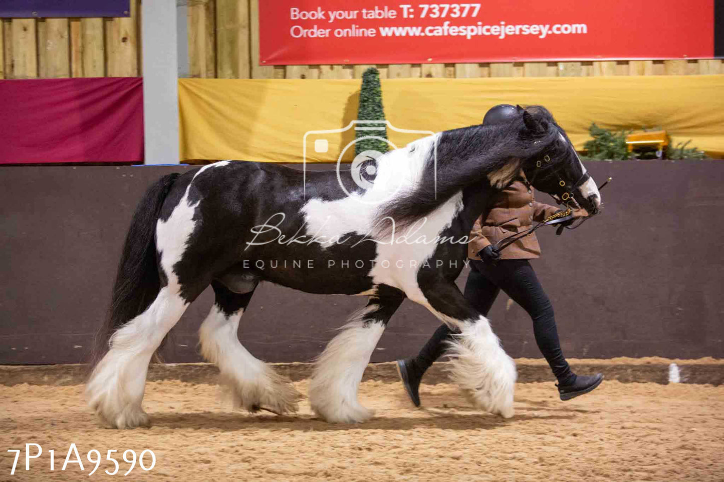 Home Farm Spring Show - Inhand Showing 23rd March 2024 - Part 2